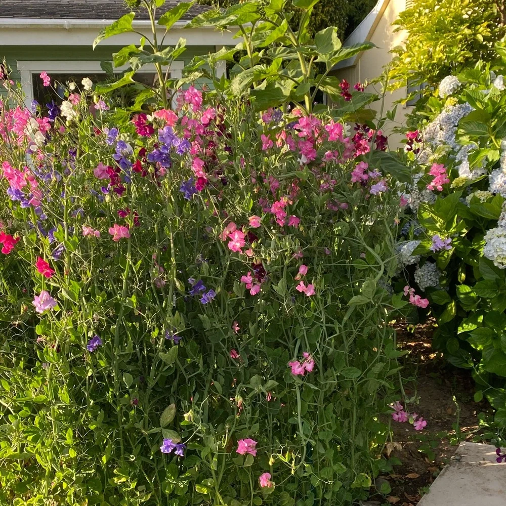 Share Show! Usually No Theme, Just Be Nice. Unlisted Items Too! @katyw12 - Picture 10 of 13